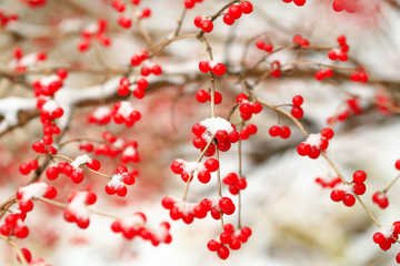 Honeysuckle fruit, after snow