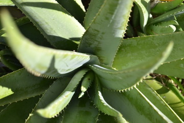 aloe vera plant