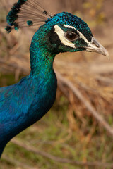 Naklejka premium Peacock. Beautiful bird. Peahen.