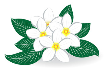 Frangipani or Plumeria Logo Wedding Flower