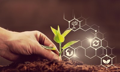 Green plant in human hand on background