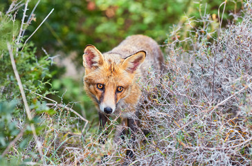 Close portrait of a red fox in nature