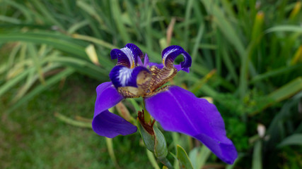 Purple Flower