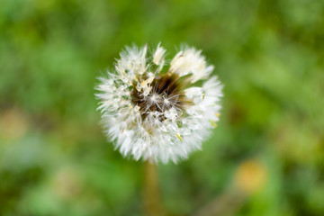  Dandelion