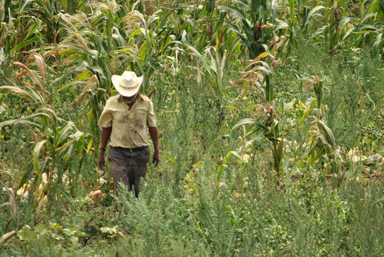 Mar farming corn take 1
