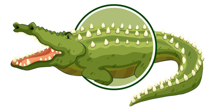 A crocodile sticker on white background
