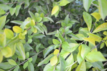 green leaves