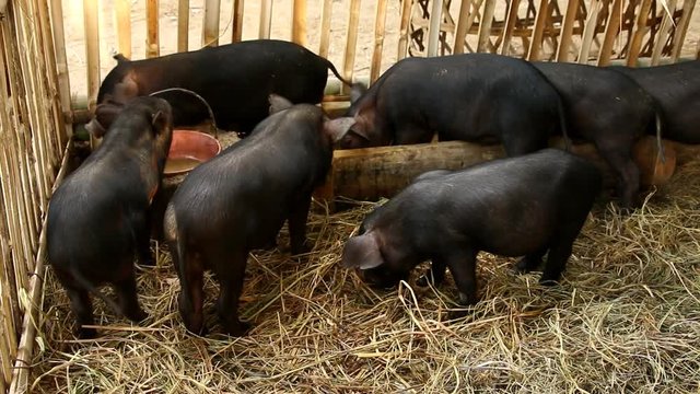Baby black pigs in farm, Chiangmai  Thailand
