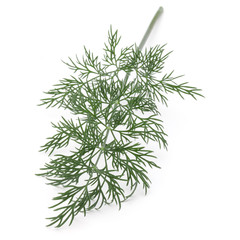 Naklejka na ściany i meble Close up shot of branch of fresh green dill herb leaves isolated on white background