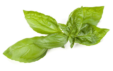 sweet basil herb leaves isolated on white background. Genovese basil leaf.