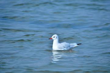 The sea bird