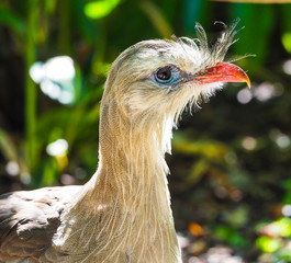 Greenland Red-Legged Seriema bird close-up