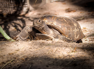 Turtle walking on hiking path