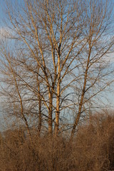 Obraz na płótnie Canvas frost tree
