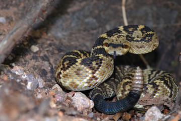 Crotalus molossus