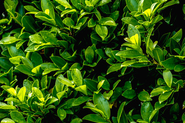 Texture colorful patterns of leaves in summer.