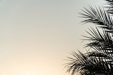 The palm tree sunset sky background