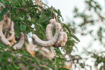 Tamarind pod hanging on the tree