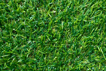 Green grass texture for background. Green lawn pattern and texture. top view.