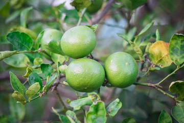 Obraz premium Green limes on a tree. Lime is a hybrid citrus fruit, which is typically round, about 3-6 centimeters in diameter and containing acidic juice vesicles. Limes are excellent source of vitamin C.