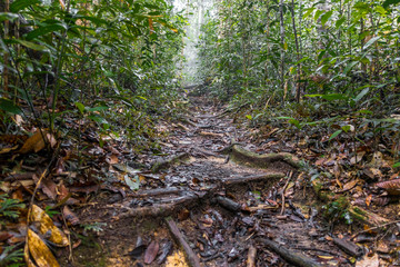 Mount Ledang Trail, Johor, Malaysia. Selective focus