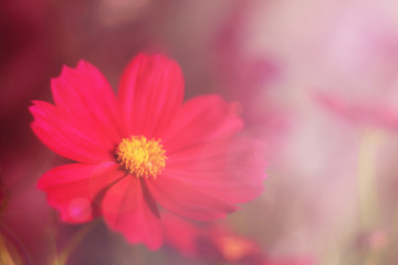 Fototapeta premium Red cosmos flower soft focusing with soft light.