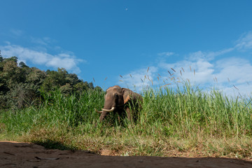 Fototapeta na wymiar Asiatic or asian elephant in farm with blue sky background.