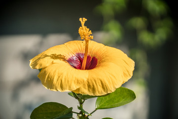 Beautiful yellow hibiscus flower on the tree