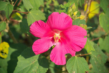 Beautiful red hibiscus flower on the tree
