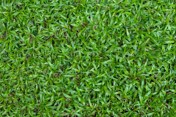 Green grass texture for background. Green lawn pattern and texture background.
