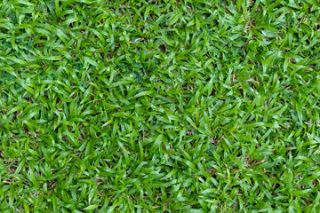 Obraz premium Green grass texture for background. Green lawn pattern and texture background.
