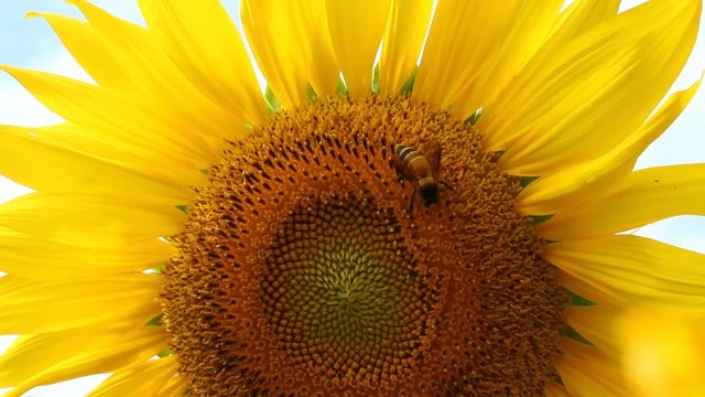 Sunflower with bee in the field, Chiangmai Thailand

