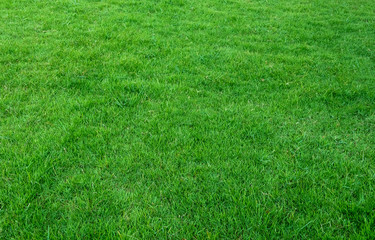 Background of green grass field. Green grass pattern and texture.