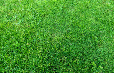 Background of green grass field. Green grass pattern and texture.
