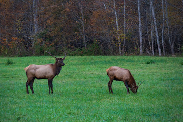 Wild Elk Herd in Oconoluftee, Great Smoky Mountains National Park