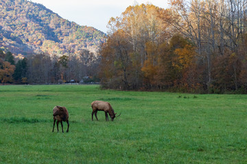 Fototapeta na wymiar Wild Elk Herd in Oconoluftee, Great Smoky Mountains National Park