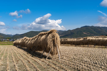 Drying the reaped rice in the sun in rural area of Fukuoka prefecture, JAPAN.