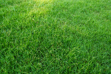 Background of green grass field. Green grass pattern and texture.