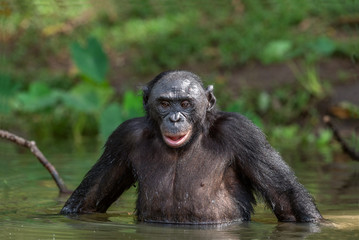 Bonobo in the water. The Bonobo ( Pan paniscus), called the pygmy chimpanzee. Democratic Republic of Congo. Africa