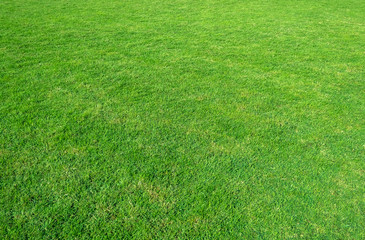 Background of green grass field. Green grass pattern and texture.