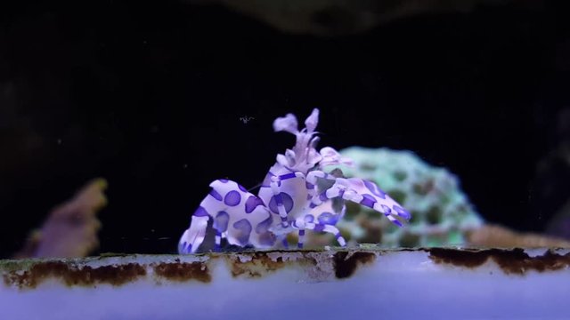 Harlequin Shrimp (Hymenocera elegans) 