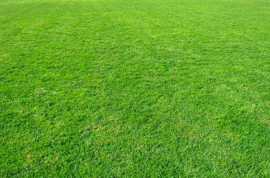 Background of green grass field. Green grass pattern and texture.