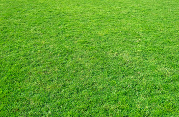 Background of green grass field. Green grass pattern and texture.