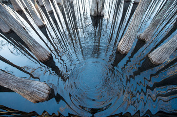 High angle view of trees in cypress swamp at Pine Log State Forest