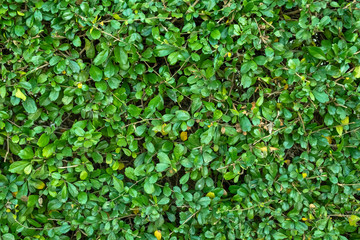 Green fence of leaves wall.