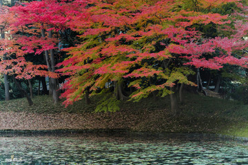 色鮮やかな日本の紅葉