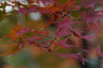色鮮やかな日本の紅葉