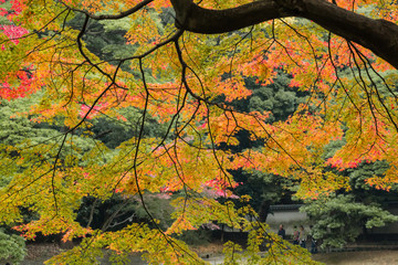 色鮮やかな日本の紅葉