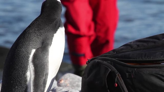 Chinstrap penguin close to people Chinstrap penguin looks on aman bag Antarctica