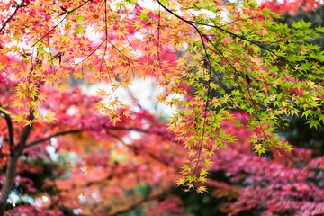 色鮮やかな日本の紅葉